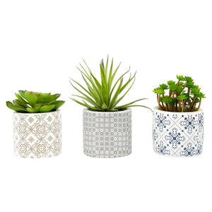 Set of 3 Succulents